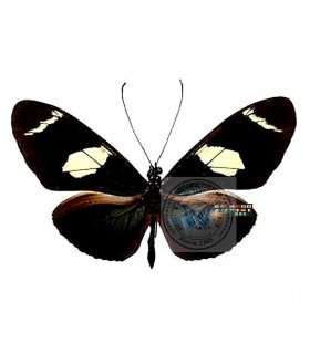 HELICONIDAE
