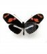 HELICONIDAE