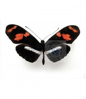 HELICONIDAE