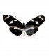 HELICONIDAE