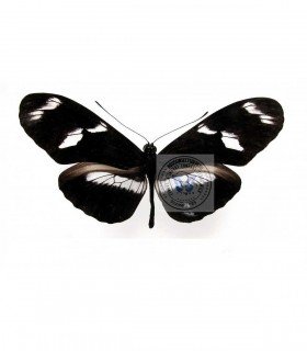 HELICONIDAE