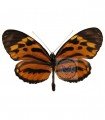 Heliconius hecale sisyphus