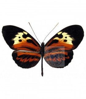 HELICONIDAE