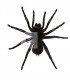 SPIDERS