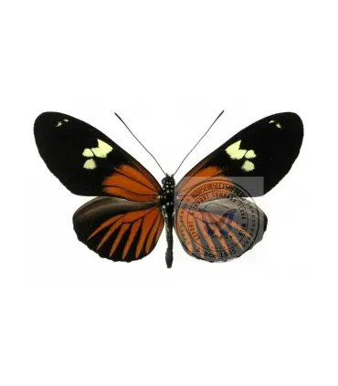 Heliconius burneyi huebneri