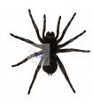 Acanthoscurria ferina
