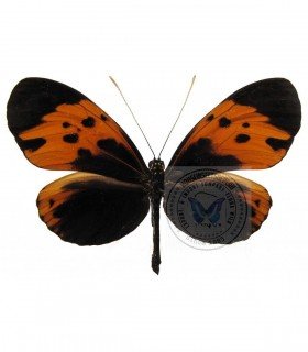 H. numata bicoloratus