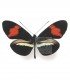HELICONIDAE