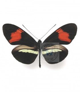 HELICONIDAE