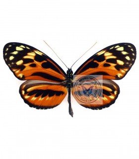 HELICONIDAE