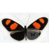 HELICONIDAE