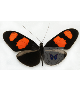 HELICONIDAE