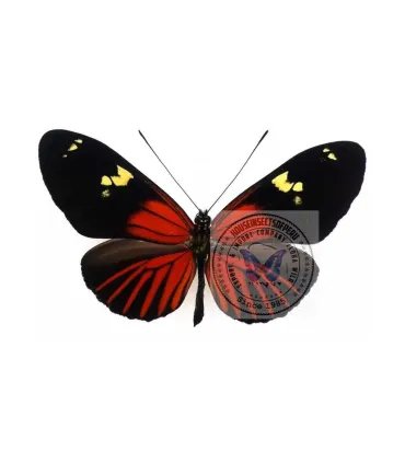 Heliconius burneyi huebneri