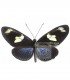 HELICONIDAE