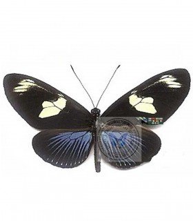 HELICONIDAE