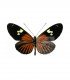 HELICONIDAE