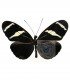 HELICONIDAE