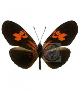 HELICONIDAE