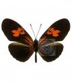 Euides Eanes Felderi