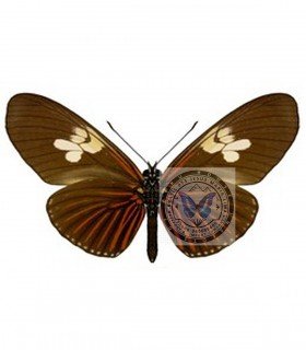 HELICONIDAE