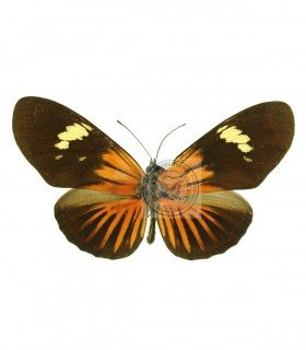 HELICONIDAE