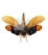 HOMOPTERA