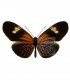 HELICONIDAE