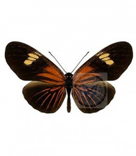 HELICONIDAE