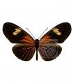 Euides isabella dissolutus