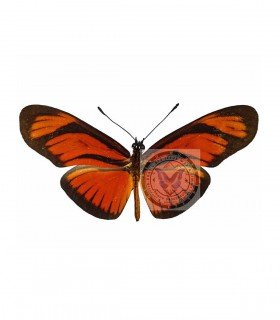 HELICONIDAE