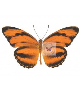 Dryadula phaetusa