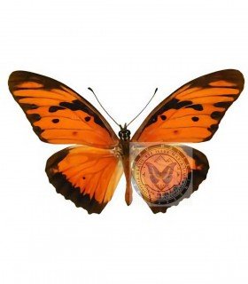 HELICONIDAE