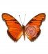 HELICONIDAE