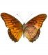 HELICONIDAE