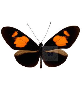 Heliconius erato microclea