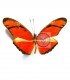 HELICONIDAE