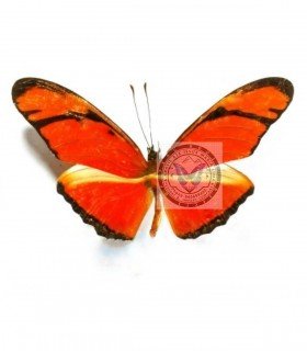 HELICONIDAE