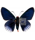 HESPERIIDAE
