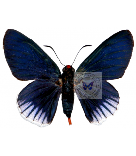 HESPERIIDAE