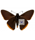 HESPERIIDAE