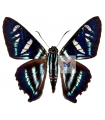 Parelbella Peruana