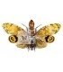 HOMOPTERA
