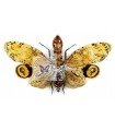 Fulgora laternaria