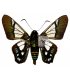 HESPERIIDAE