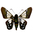Oxynetra semihyalina