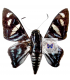 HESPERIIDAE