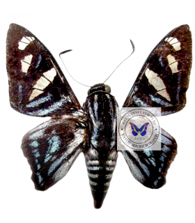 HESPERIIDAE