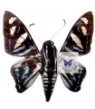 Nosphistia  zonara