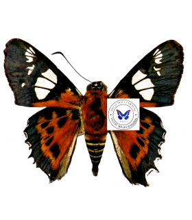 HESPERIIDAE