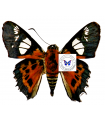 Myscelus Pardalina pardalina